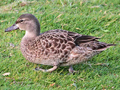 Blue-winged Teal